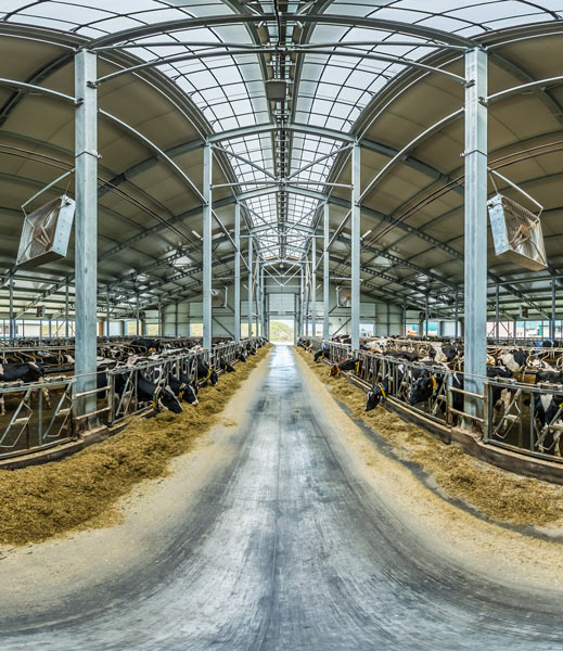 виртуальный тур по молочной ферме